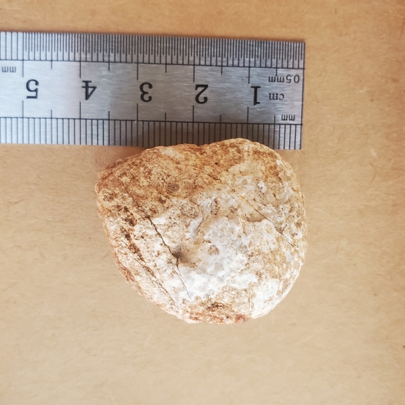 🦣FOSSILS FOR KIDS🦖 - Picture 6 of 14